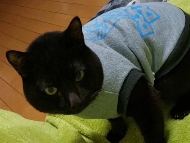 あぽちゃん あぽちゃん
