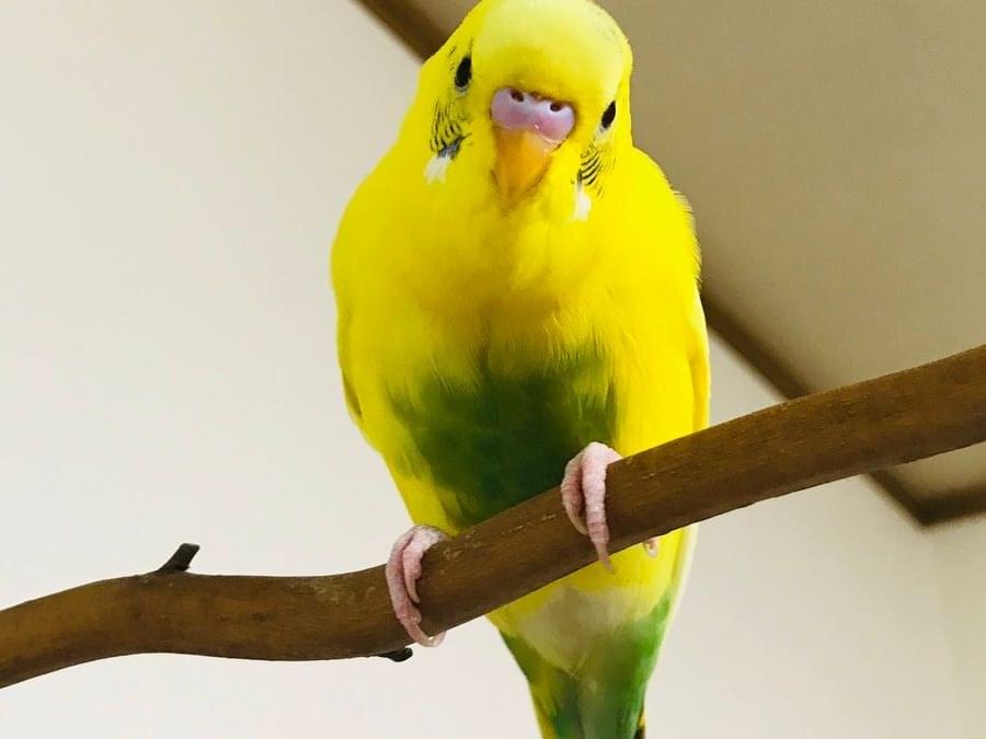 ぴたちゃん ぴたちゃん