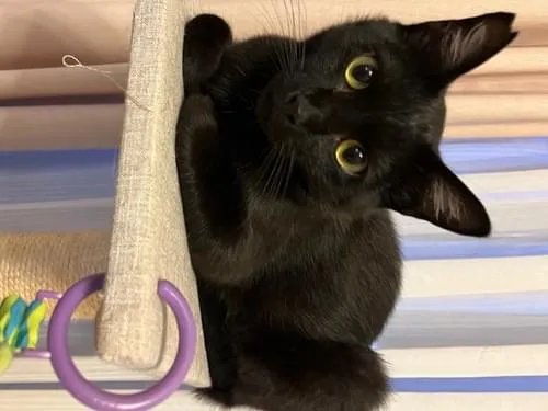 ねこ♡ 右耳がさくら耳の黒い猫を探しています