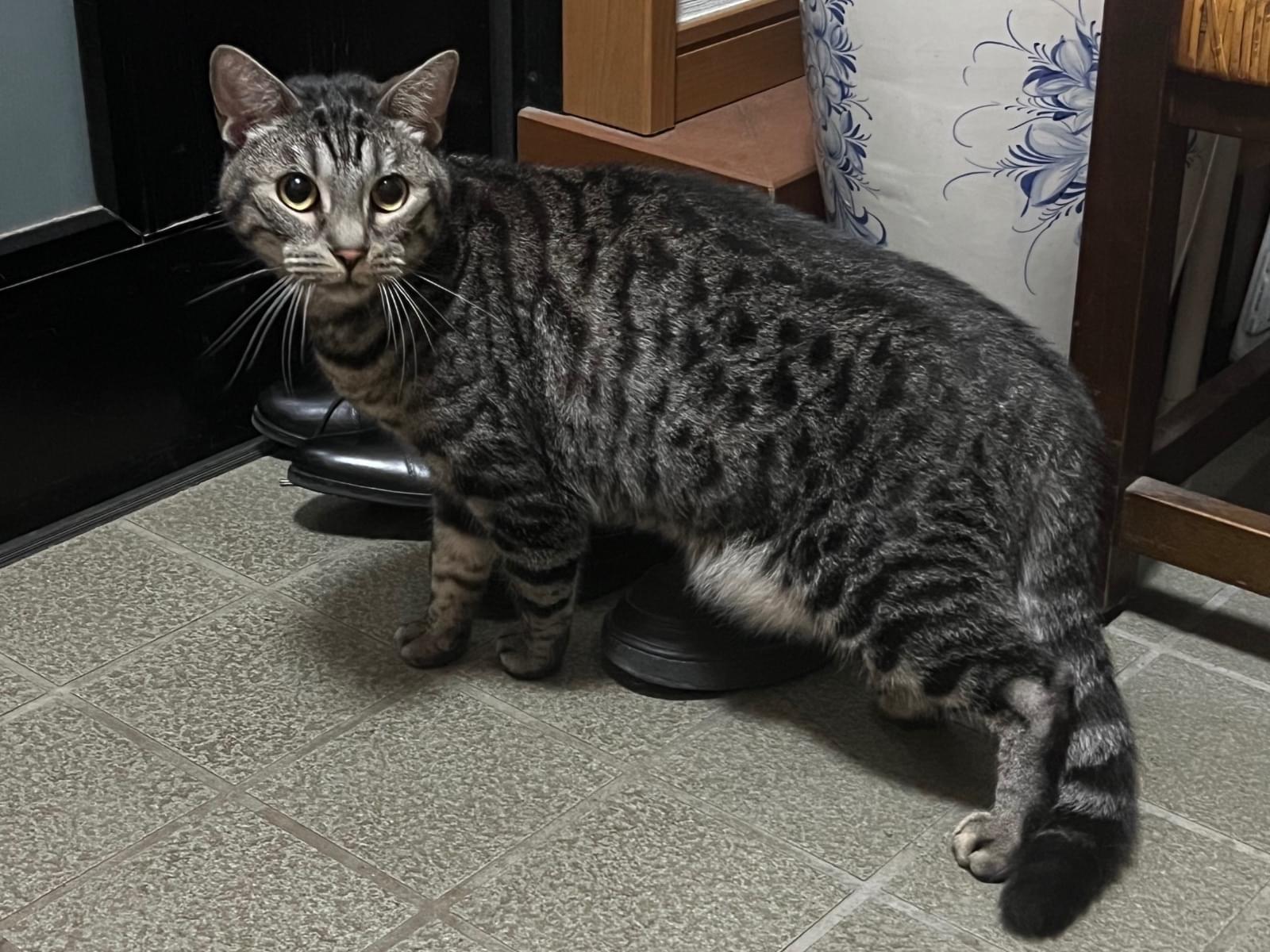 保護された猫 保護された猫