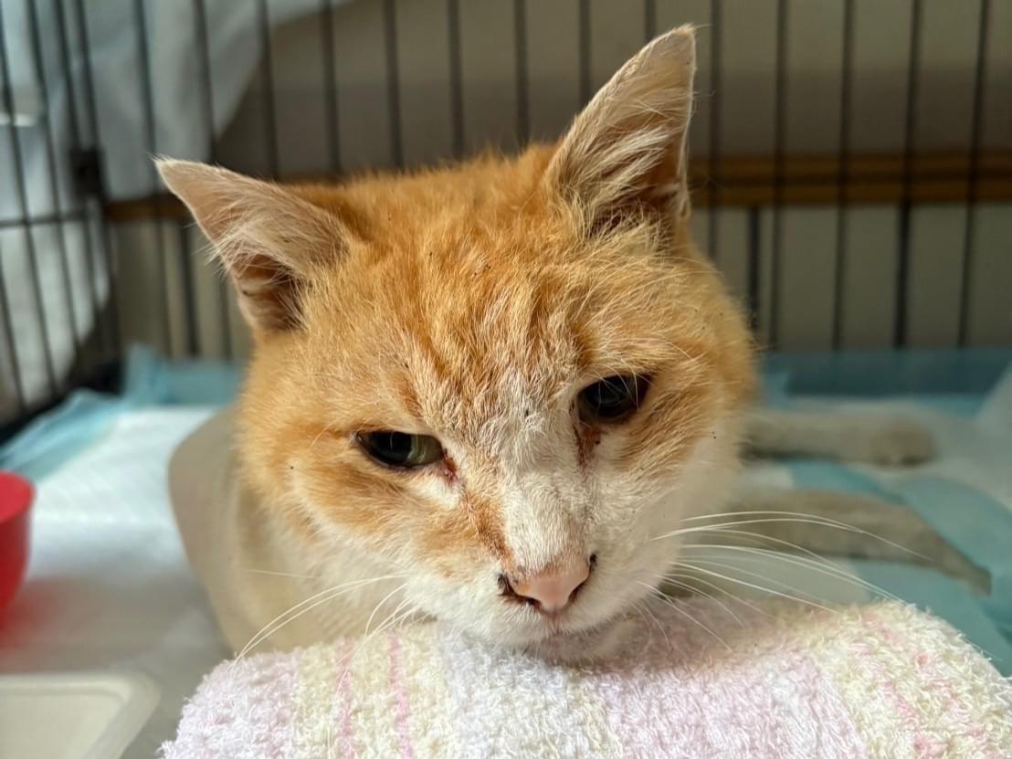 保護された猫 保護された猫