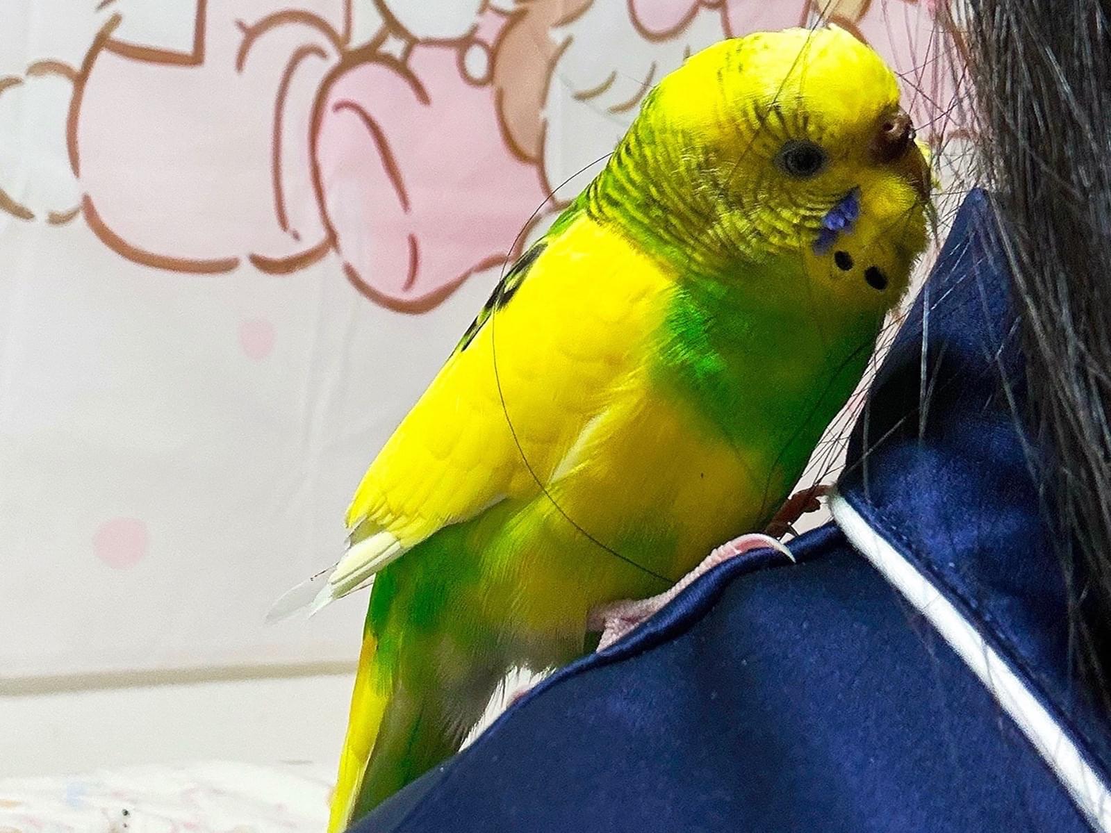 luckyちゃん luckyちゃん