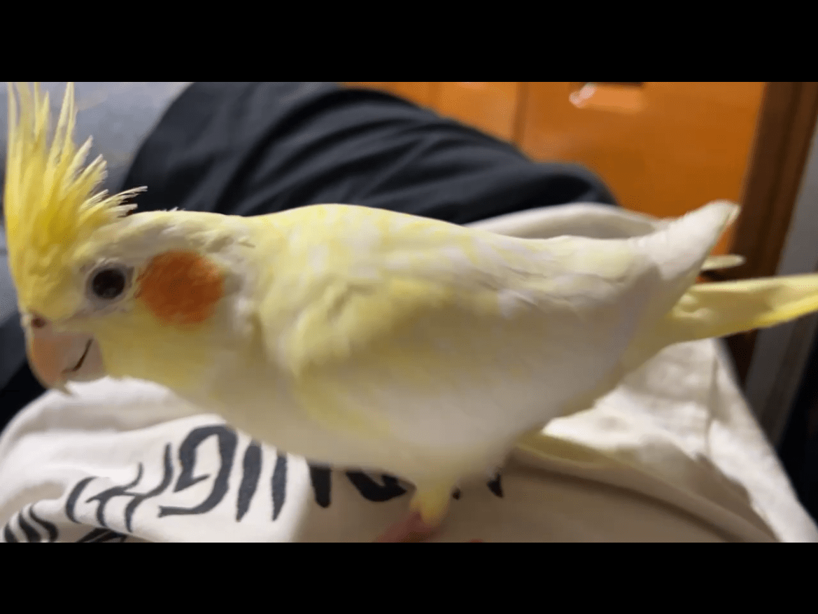 ポッポちゃん ポッポちゃん