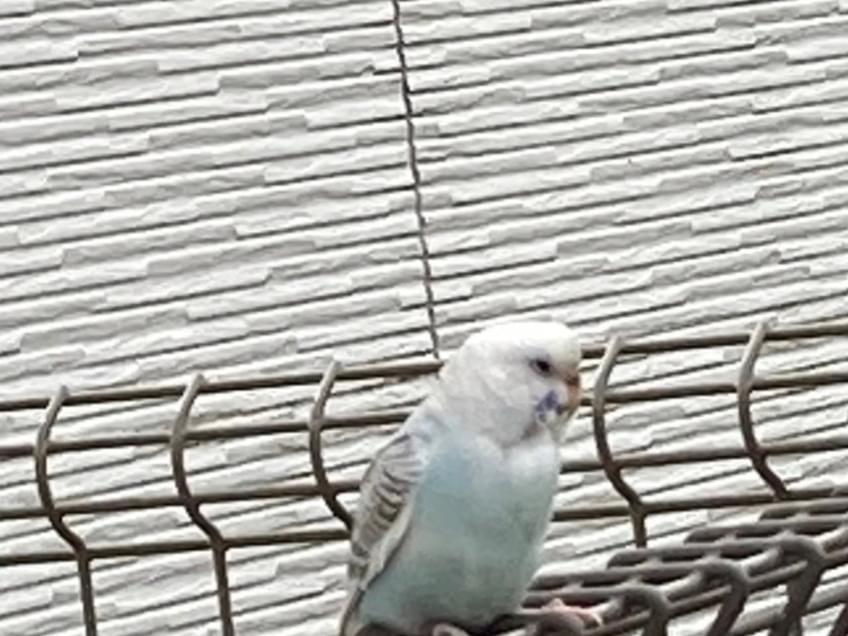 目撃された鳥 目撃された鳥