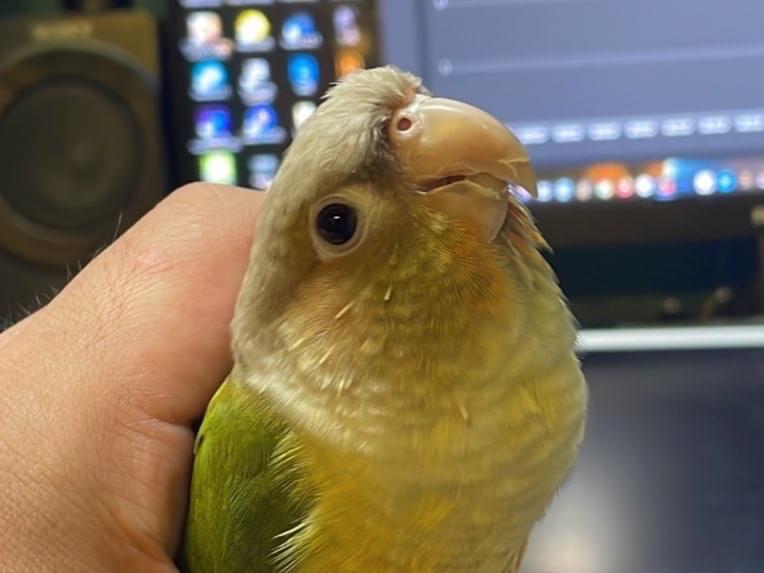 トロちゃん トロちゃん