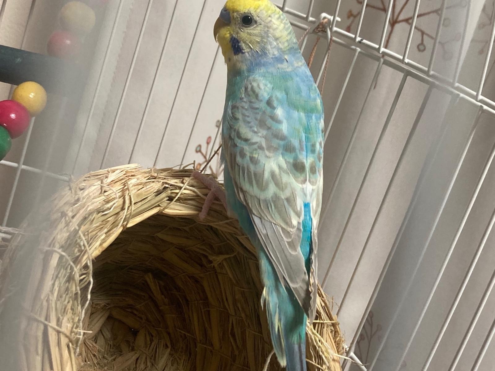 ピースケちゃん