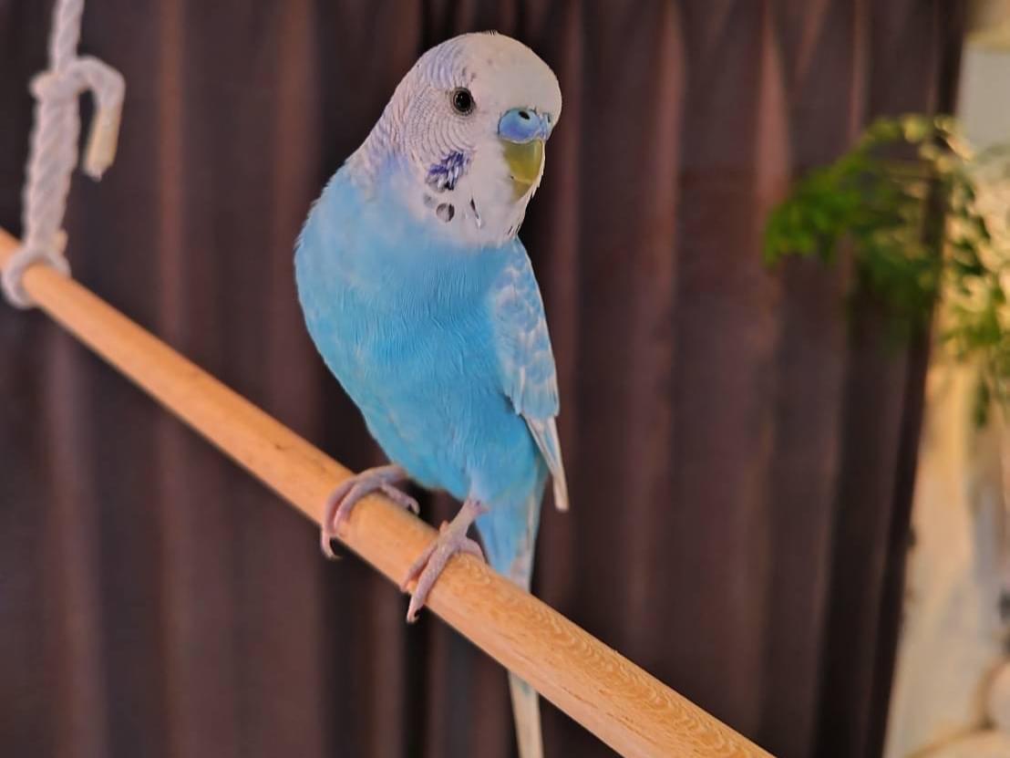 ピーちゃん ピーちゃん