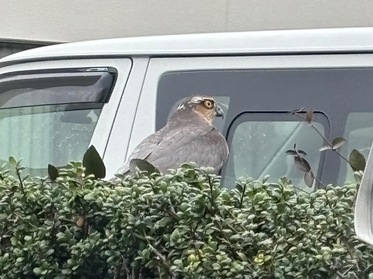 目撃された鳥 目撃された鳥