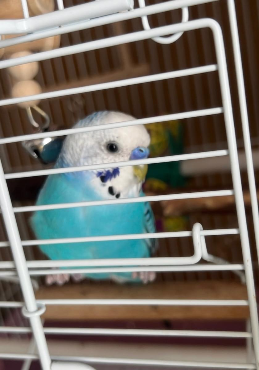 セキセイインコのぴーちゃん