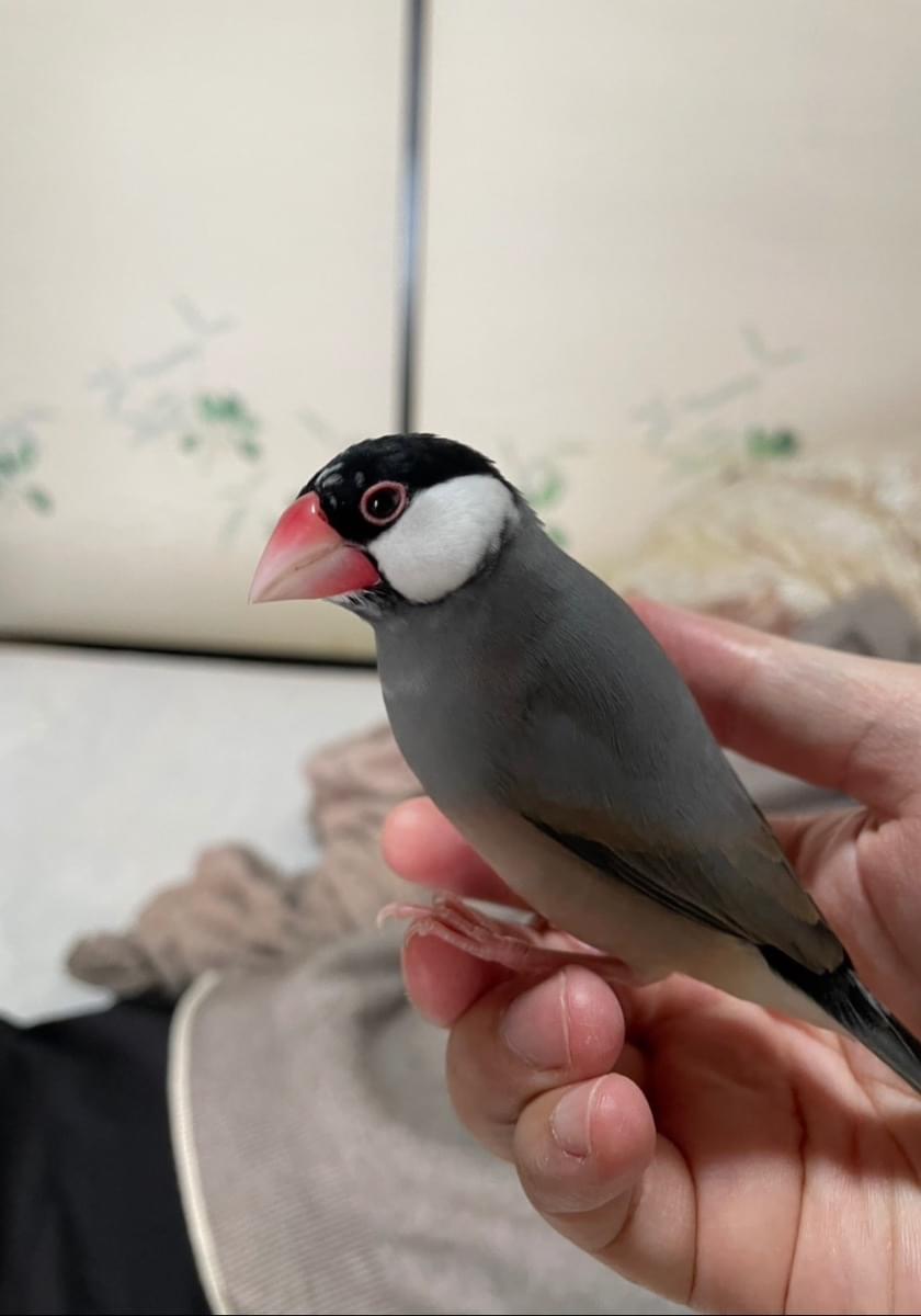 桜文鳥を探しています