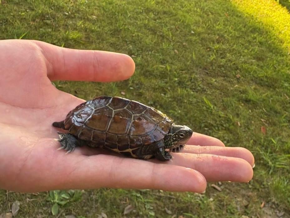 クサガメちゃん クサガメちゃん