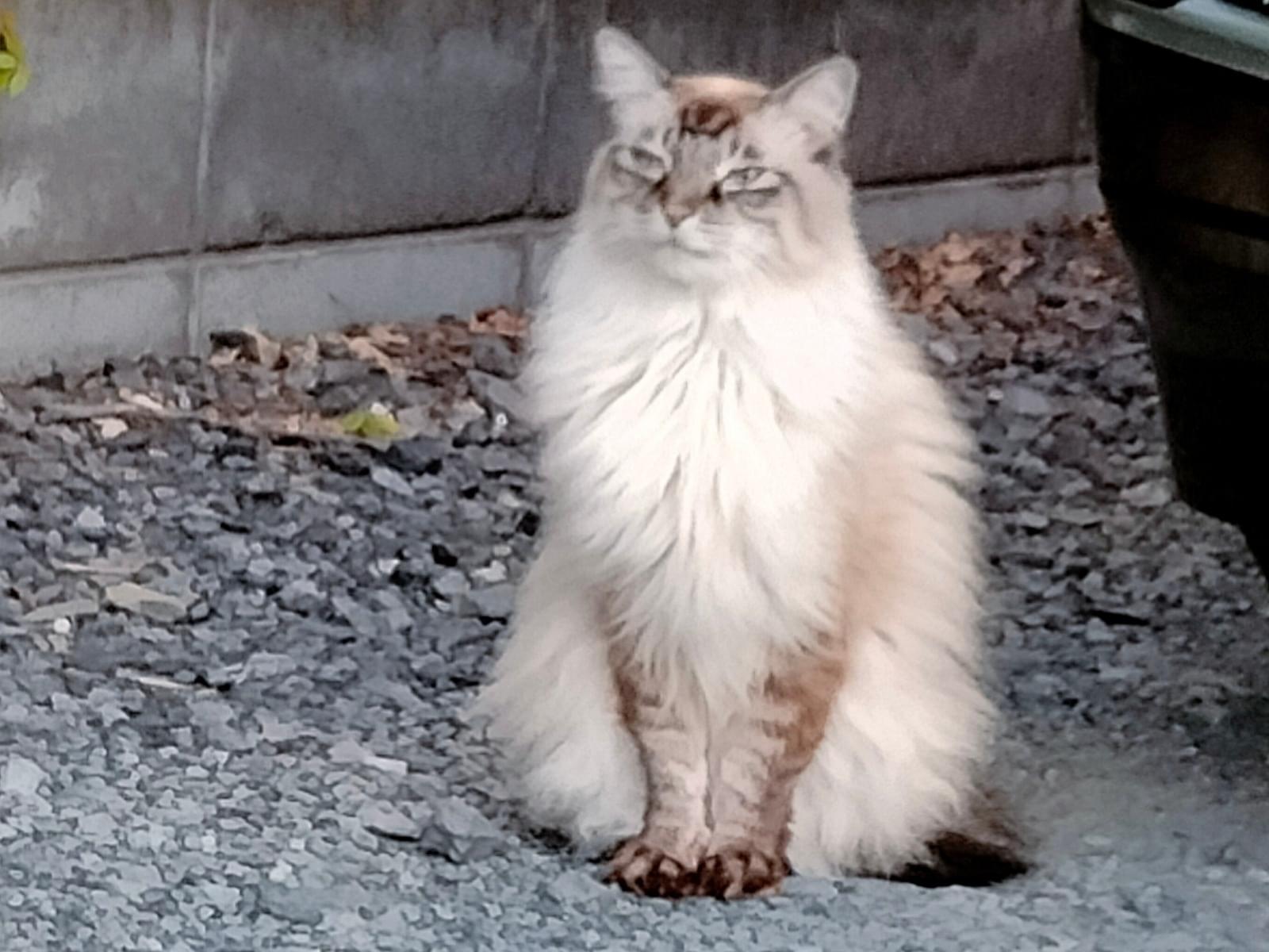 目撃された猫 目撃された猫
