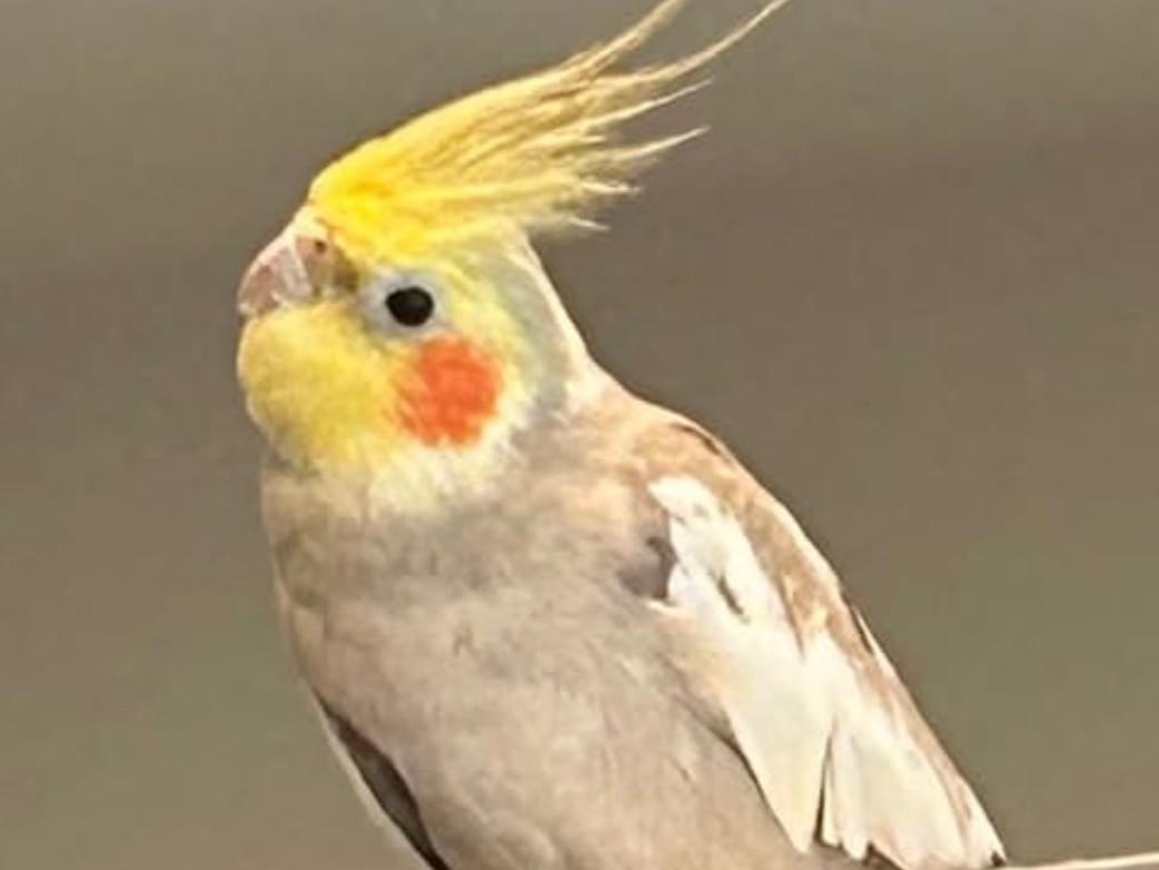 茶々丸ちゃん 茶々丸ちゃん