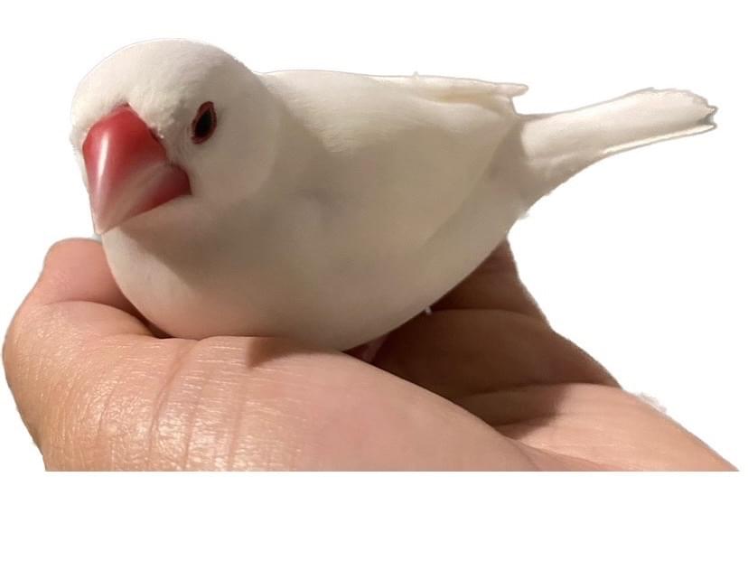 マメちゃん マメちゃん