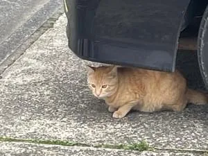1歳茶トラ猫を探してます