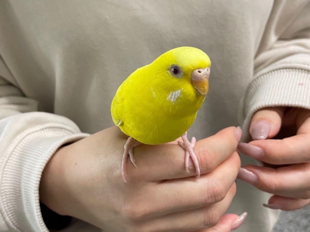 保護された鳥 保護された鳥