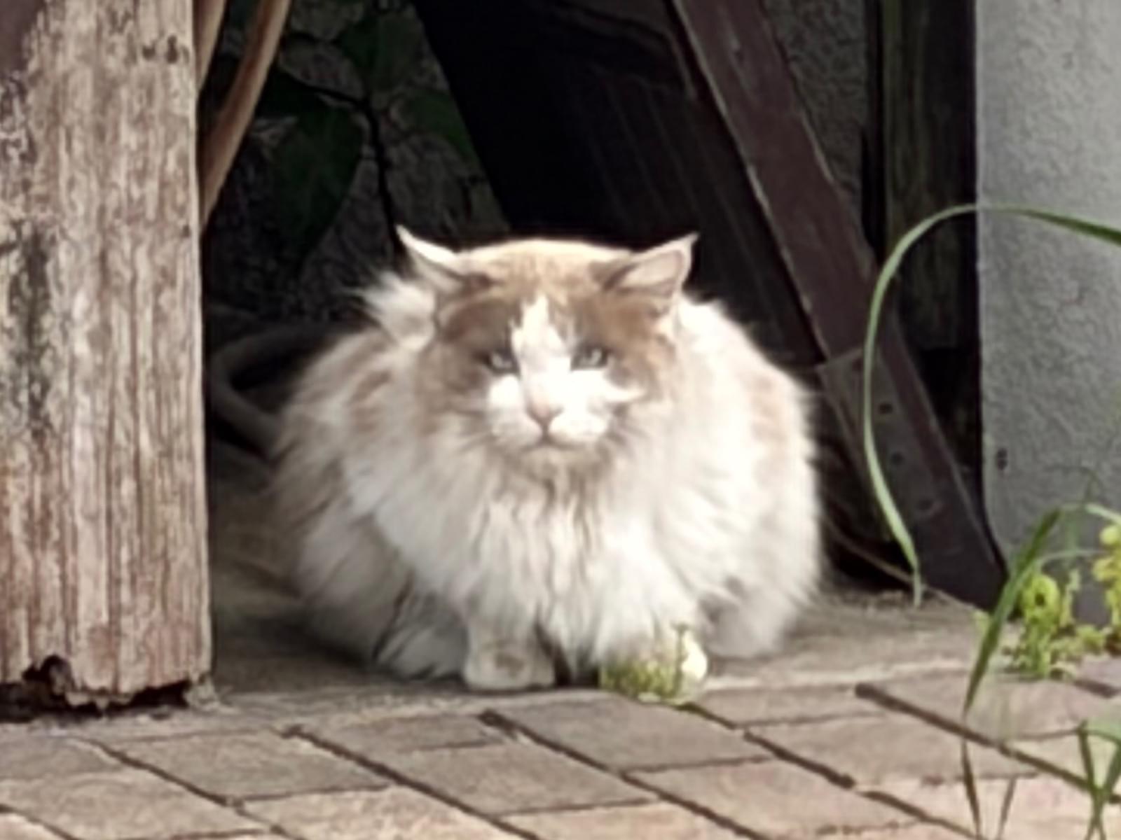 目撃された猫