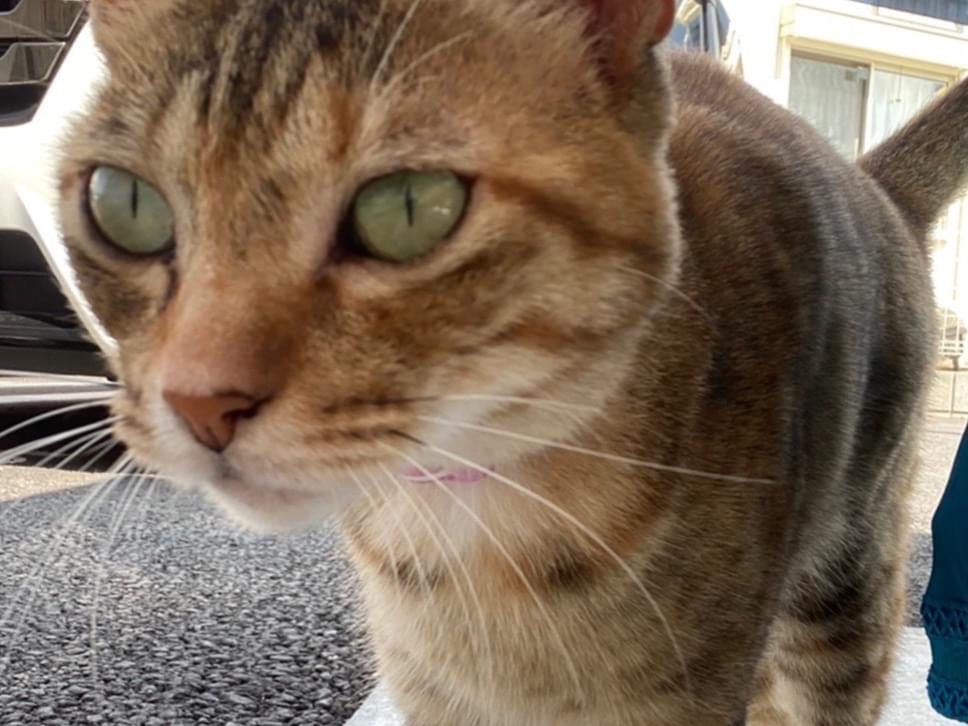 目撃された猫 目撃された猫