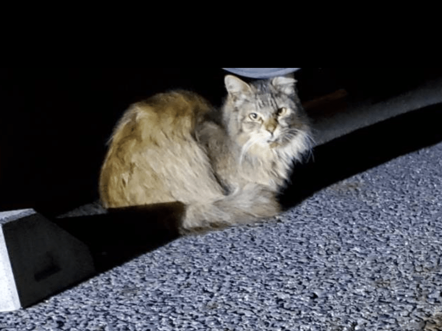 目撃された猫 目撃された猫
