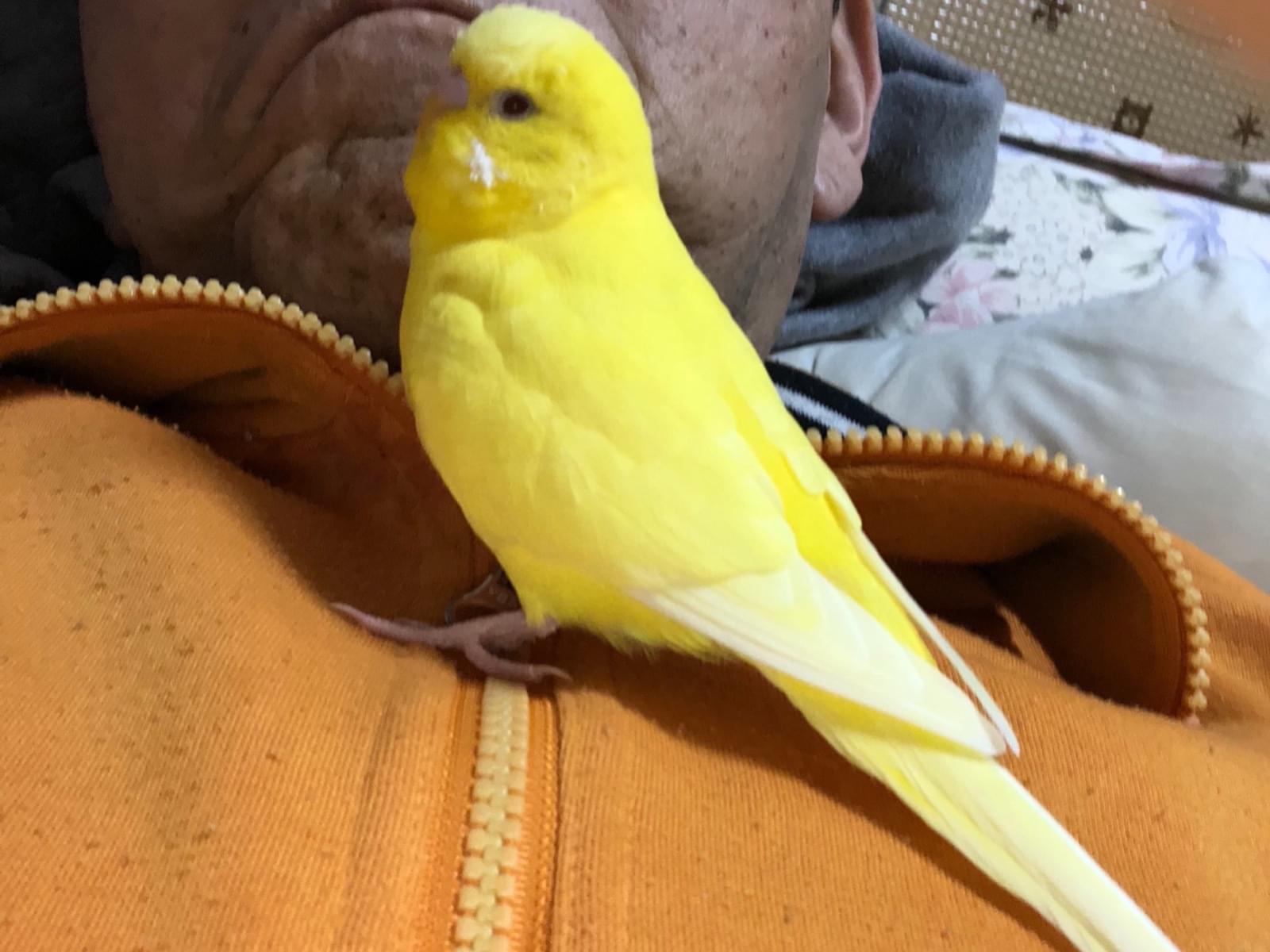 ピーコちゃんちゃん ピーコちゃんちゃん