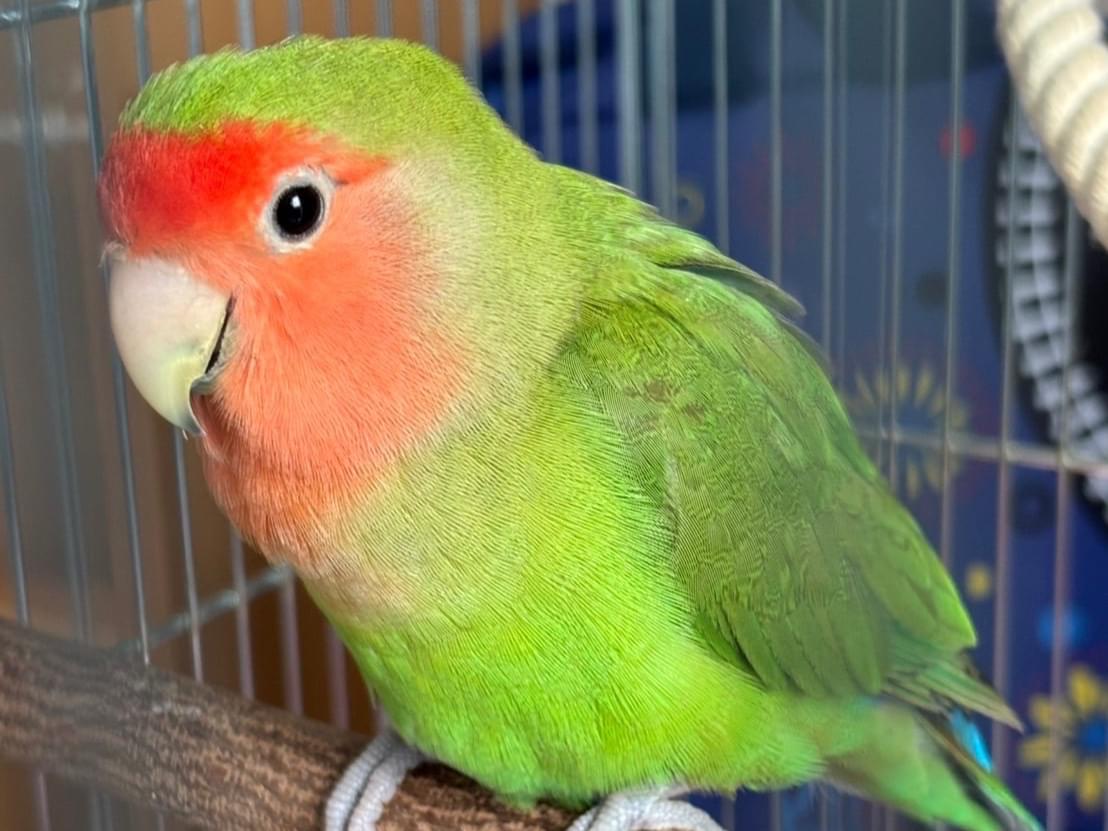 保護された鳥
