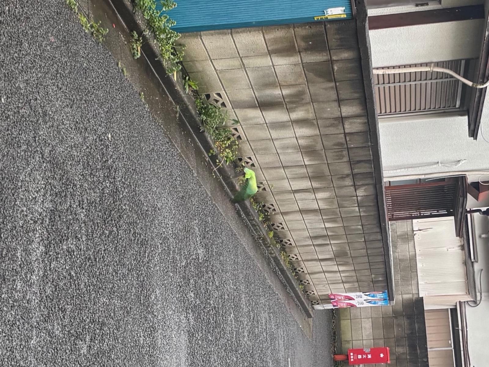 目撃された鳥 目撃された鳥
