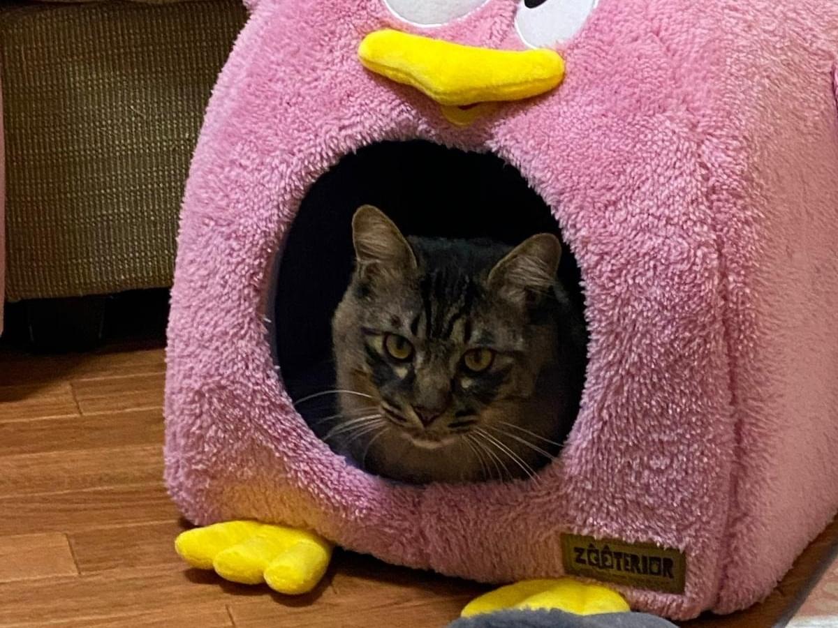 Bruceちゃん Bruceちゃん