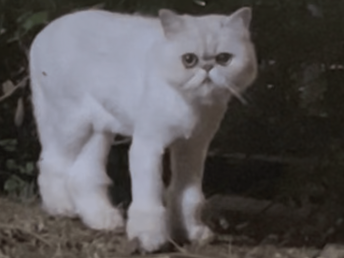 目撃された猫