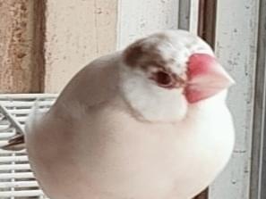 すももちゃん すももちゃん