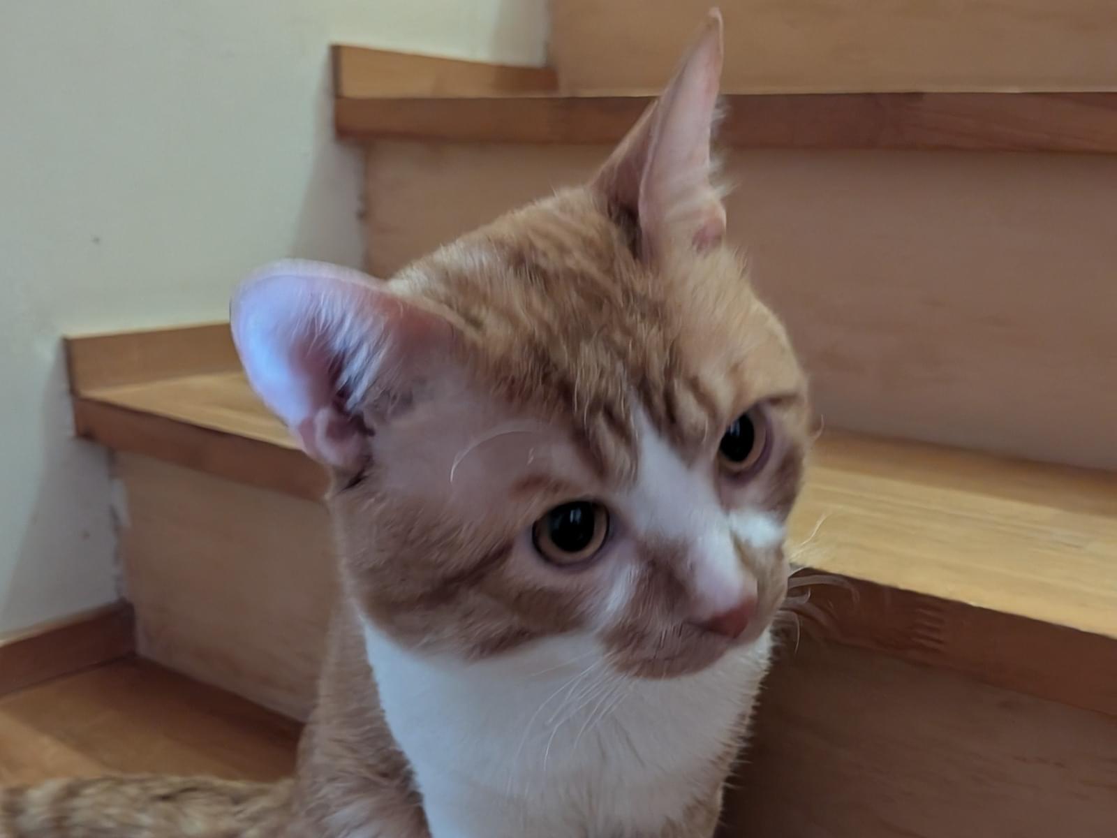 保護された猫 保護された猫