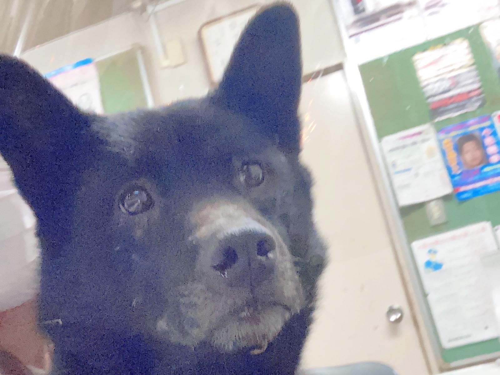 保護された犬 保護された犬
