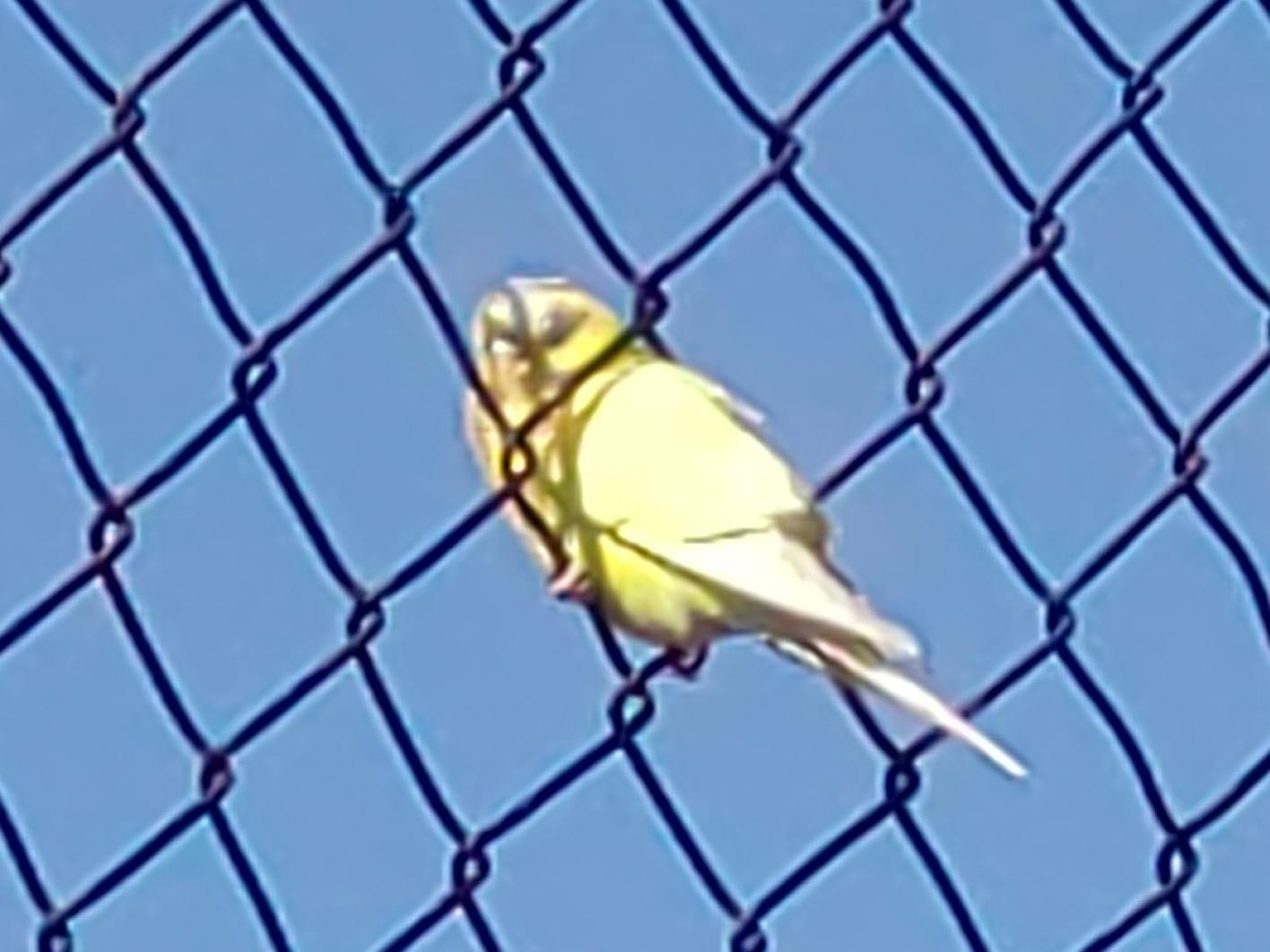 目撃された鳥 目撃された鳥