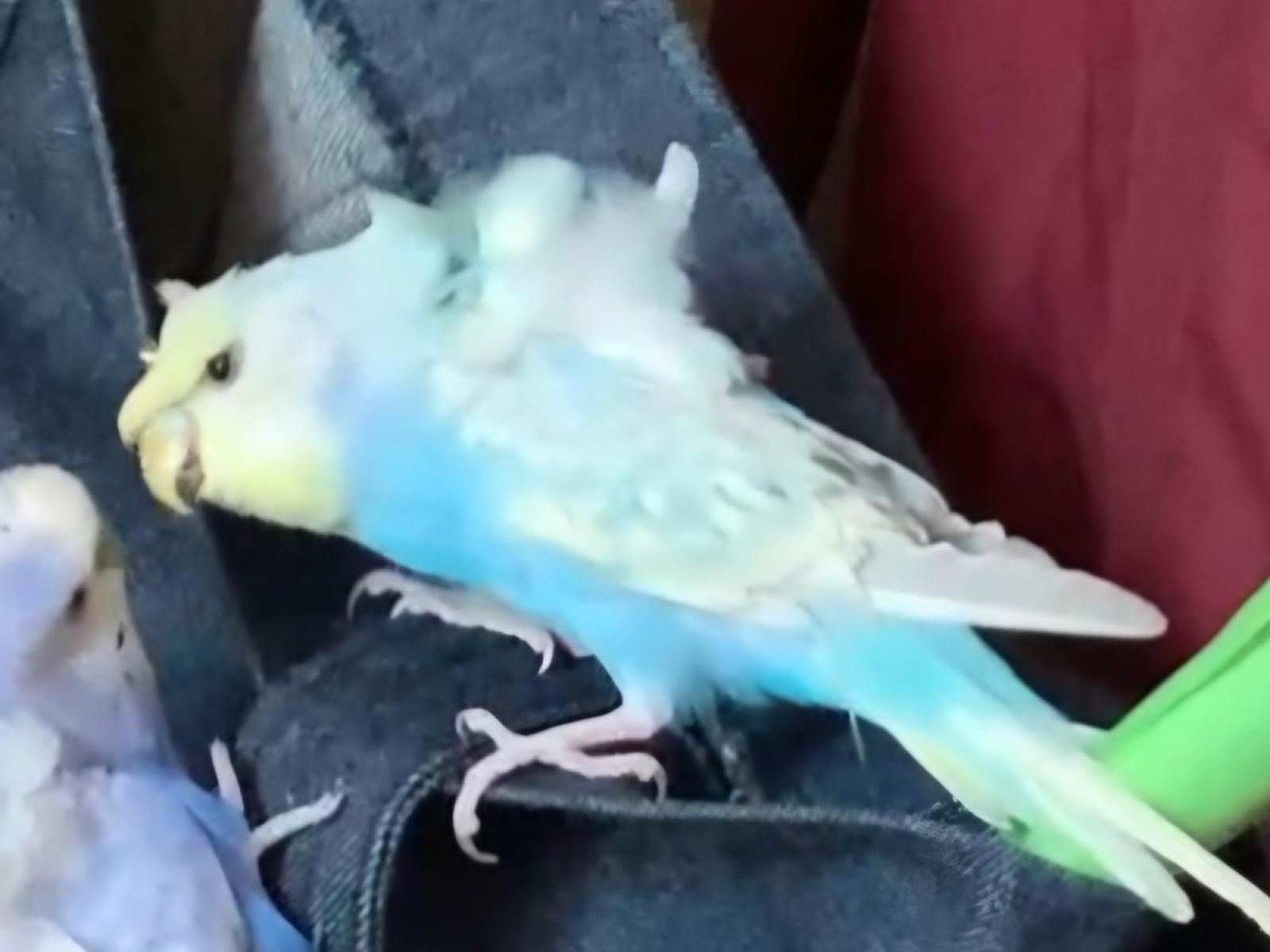 きぃちゃん