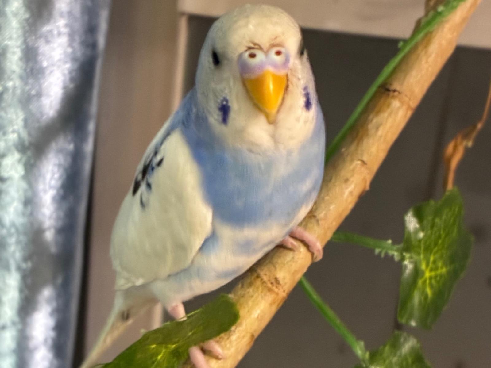 しょうふちゃん しょうふちゃん