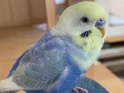 ぴーちゃん ぴーちゃん