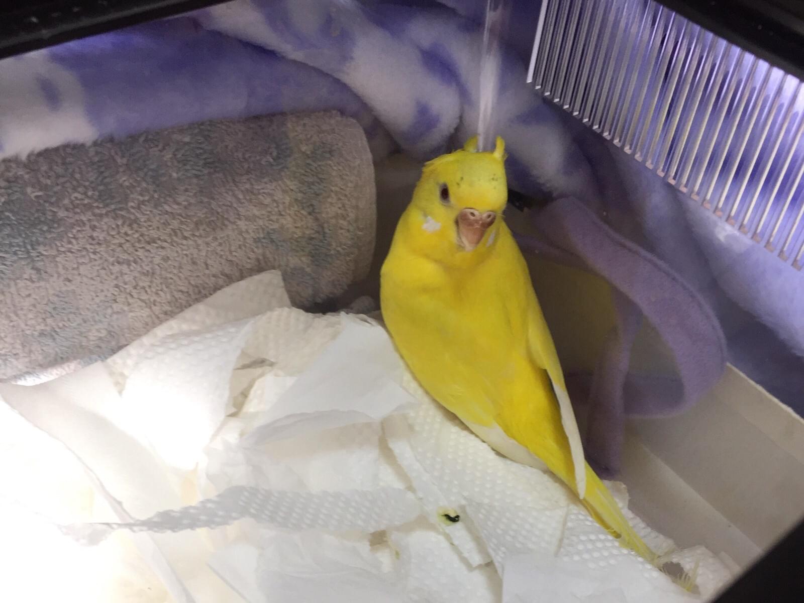保護された鳥 保護された鳥