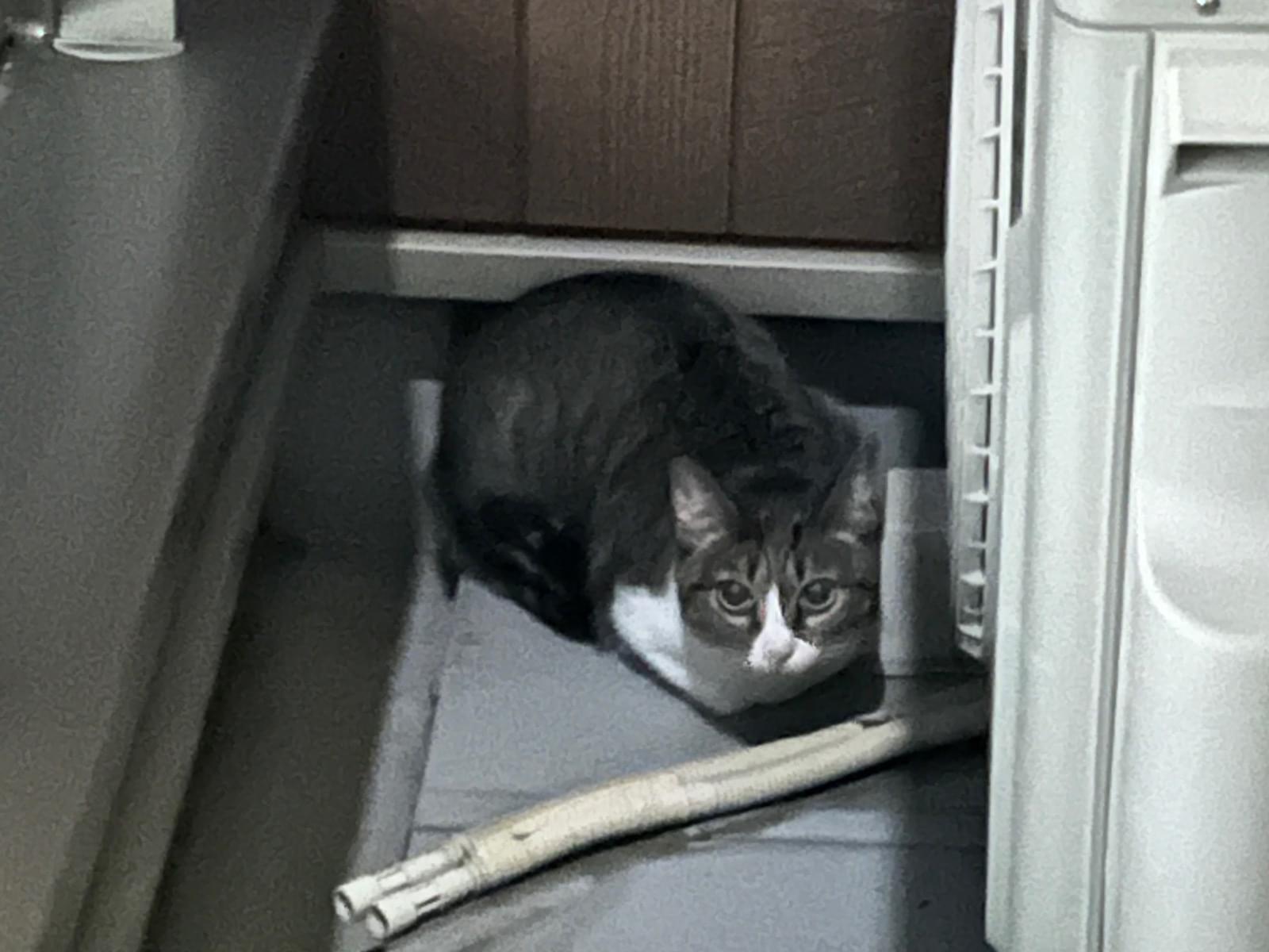 保護された猫 保護された猫