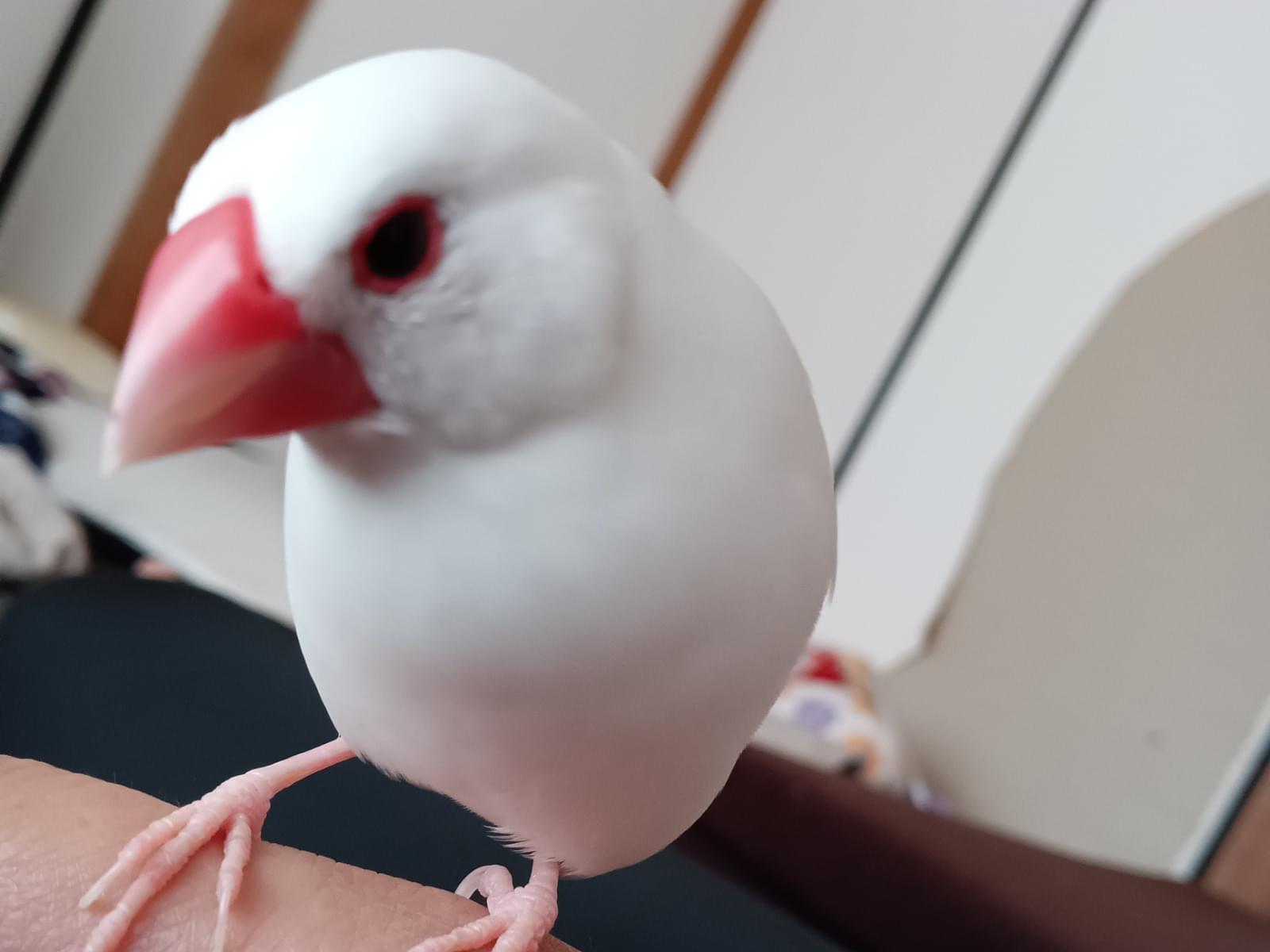 ピーちゃん ピーちゃん