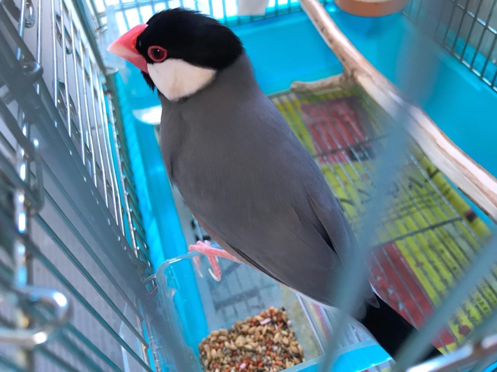 テトちゃん テトちゃん