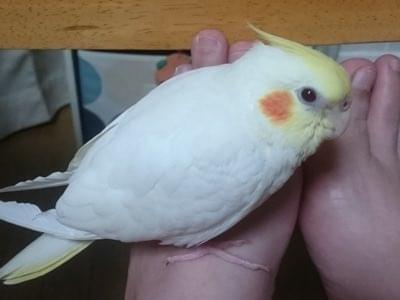 チョコボちゃん チョコボちゃん
