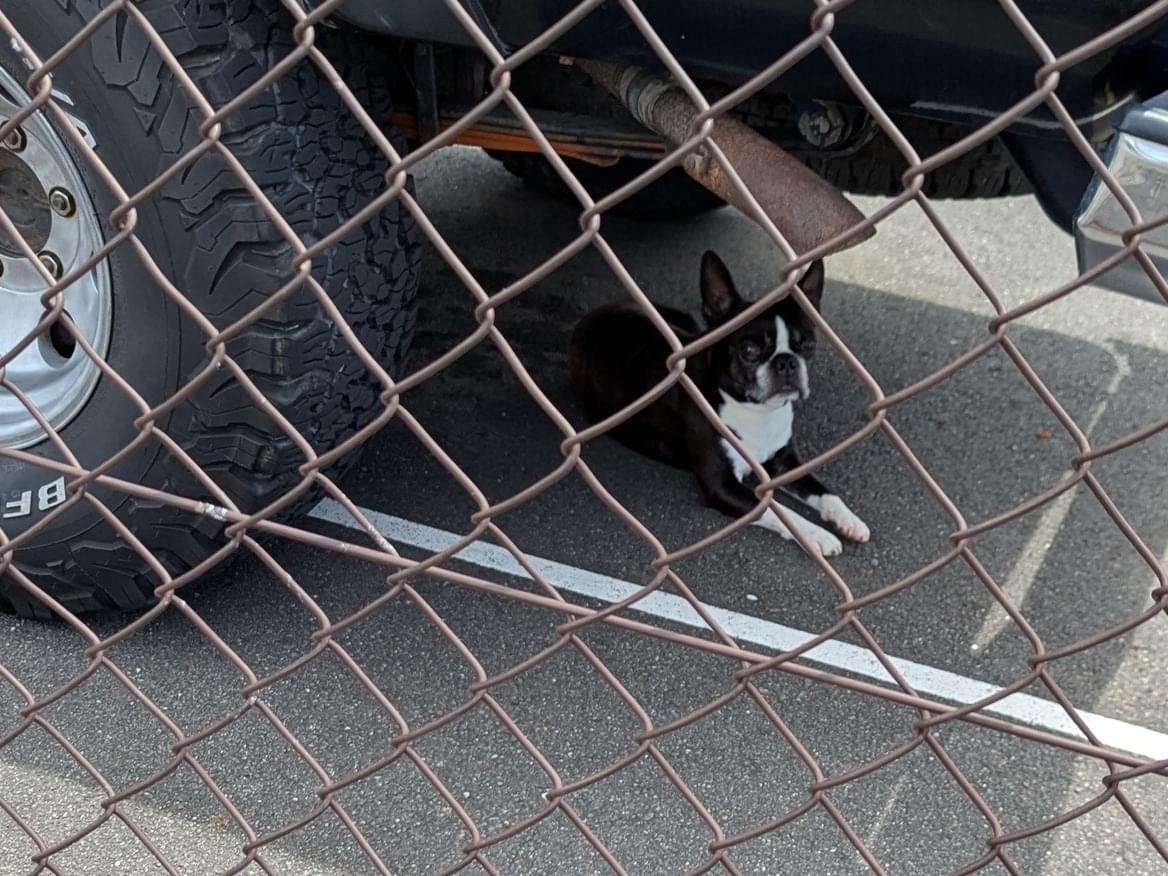 目撃された犬