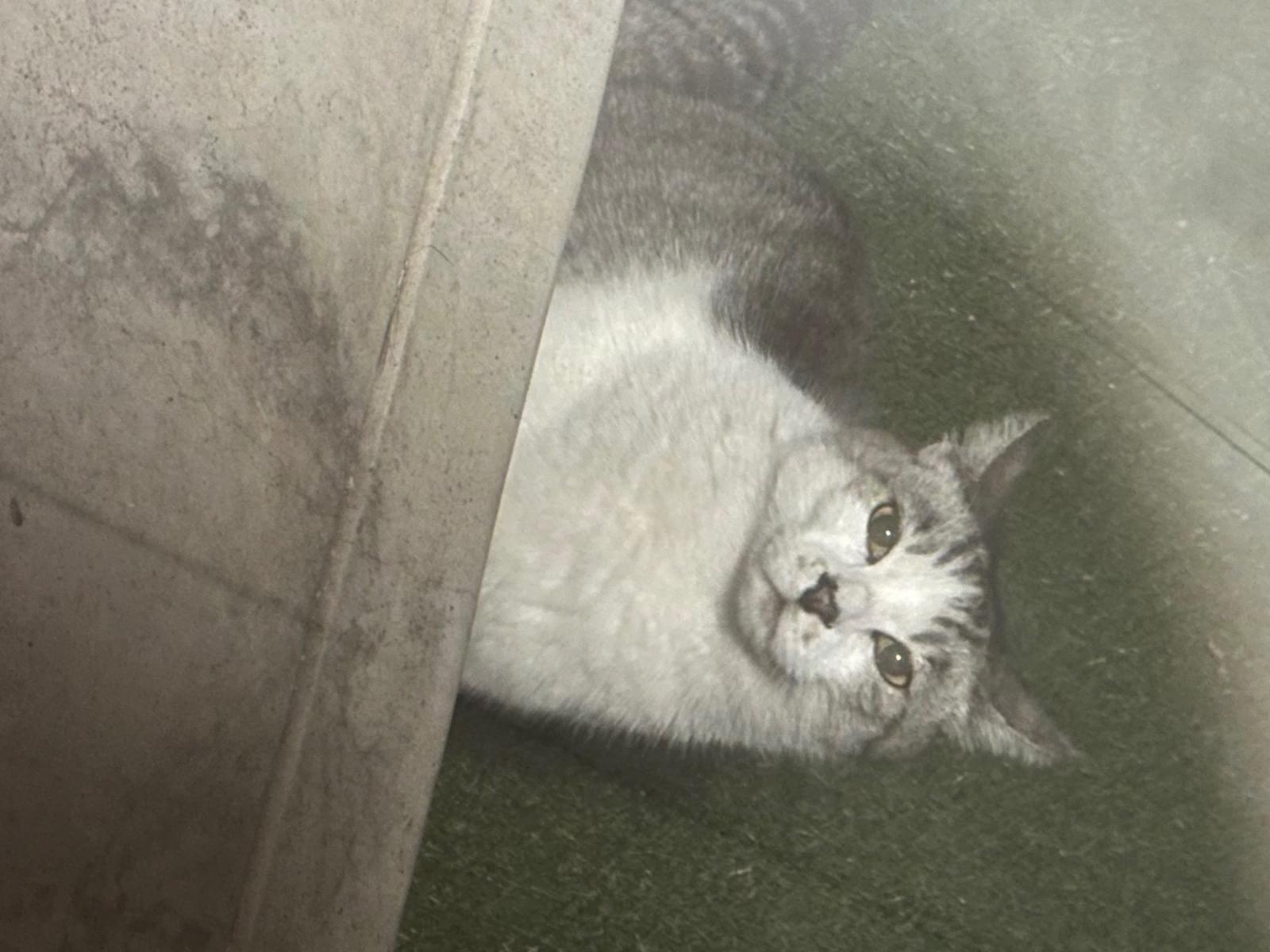 目撃された猫 目撃された猫