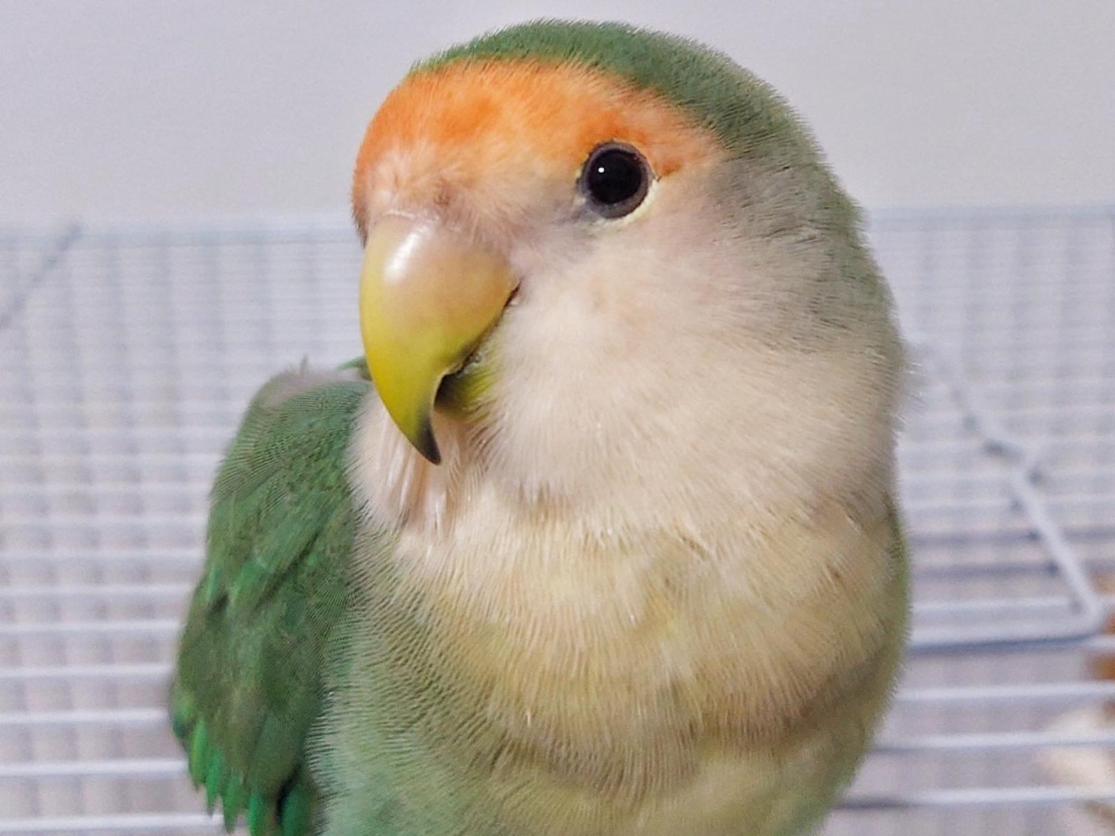 うにちゃん うにちゃん