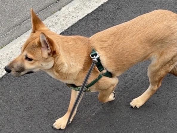アトラスちゃん アトラスちゃん