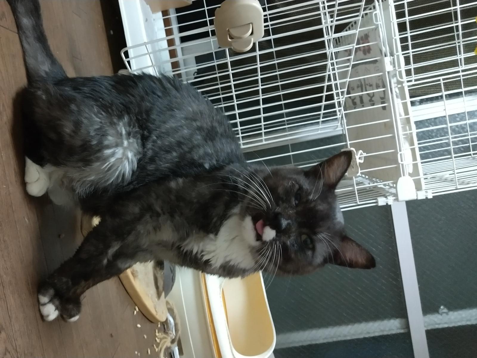 保護された猫 保護された猫