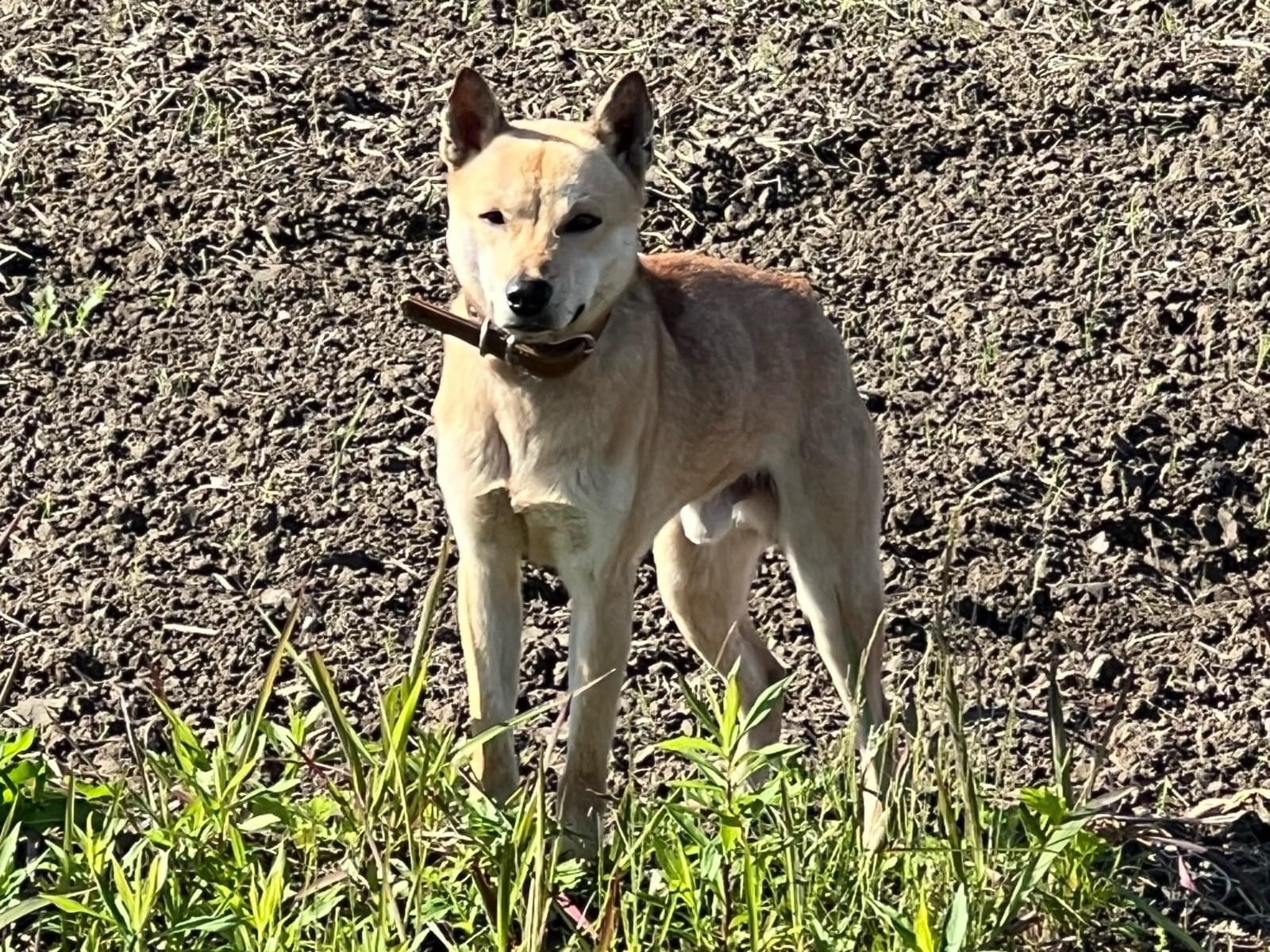 目撃された犬 目撃された犬