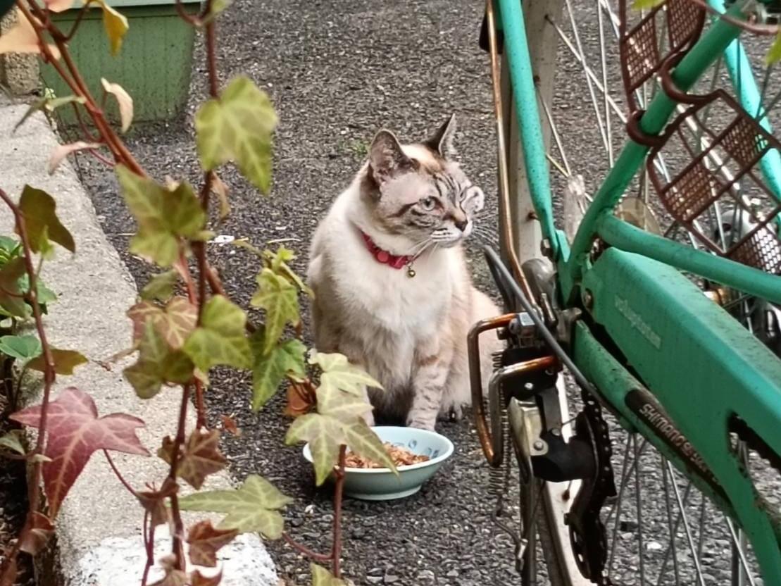 目撃された猫 目撃された猫
