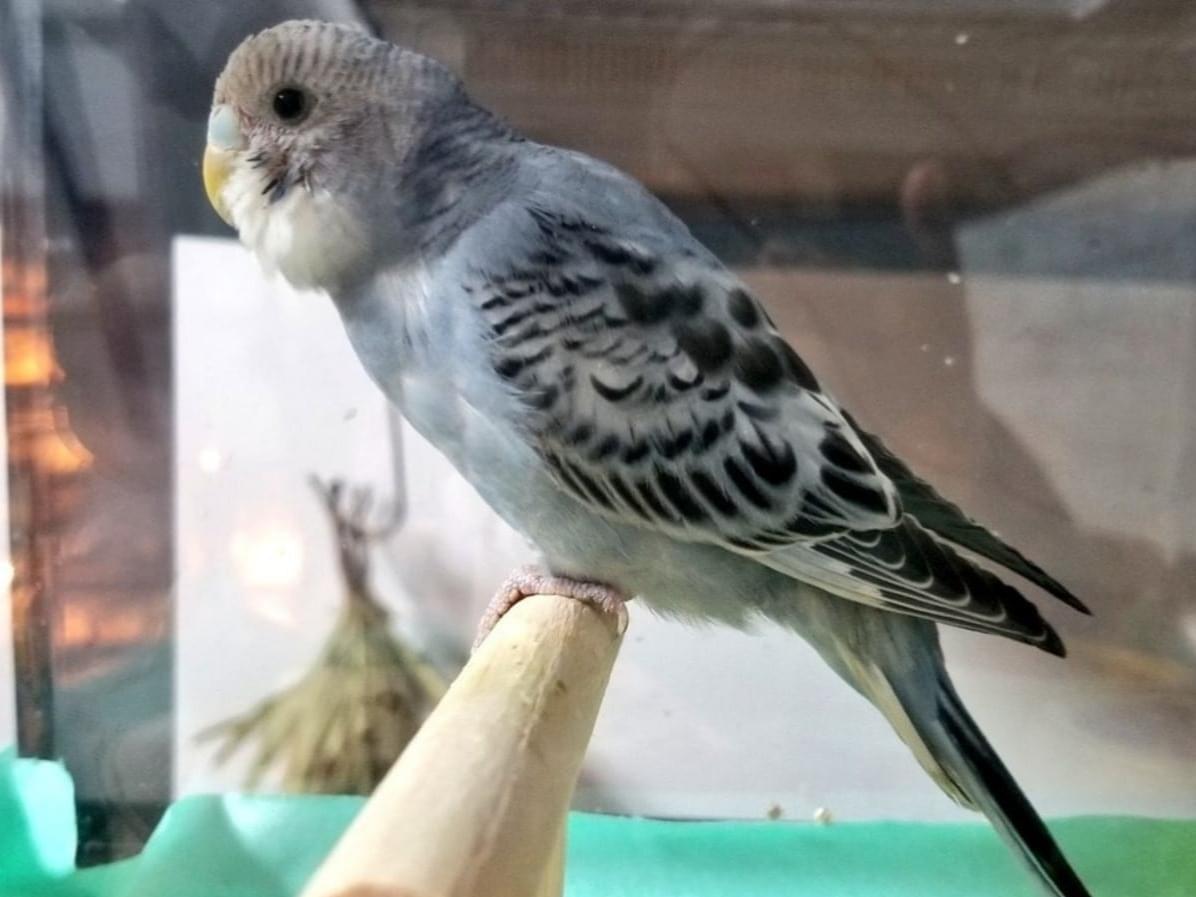 保護された鳥 保護された鳥