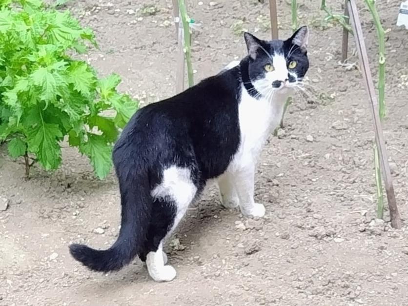 目撃された猫