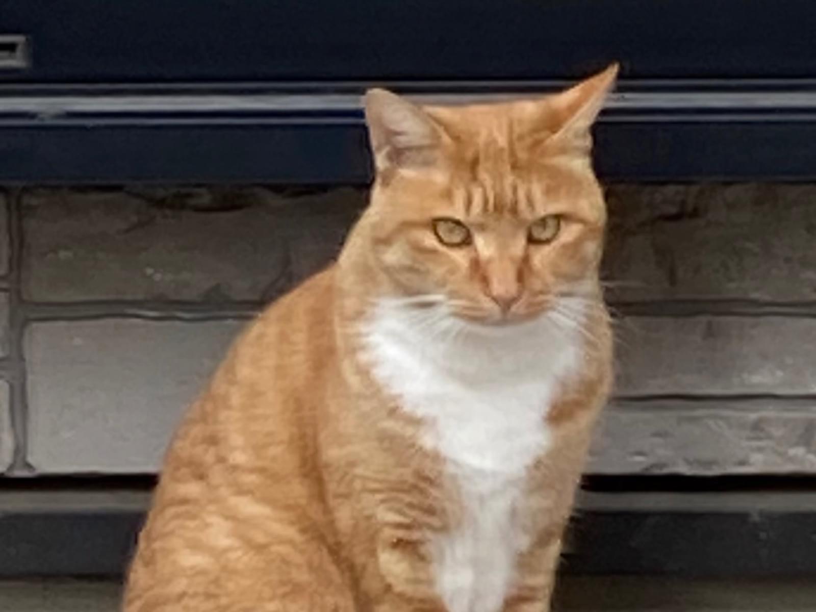 保護された猫 保護された猫
